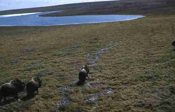 Musk oxen as seen from helicopter