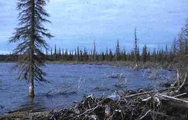 Tunago Lake, drowned forest