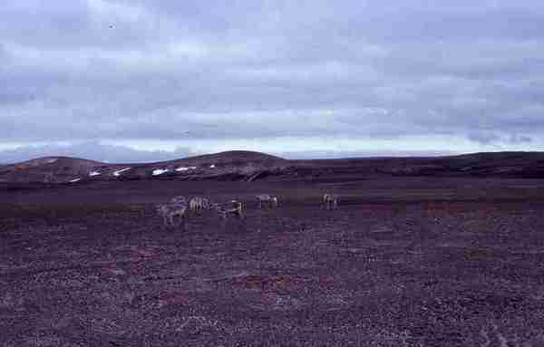 Closer view of herd of caribou. Sabine Peninsula, Melville Island. 