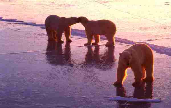 Three polar bears standing on ice.
