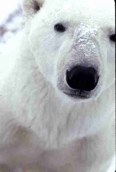 Polar bear. – Portrait.