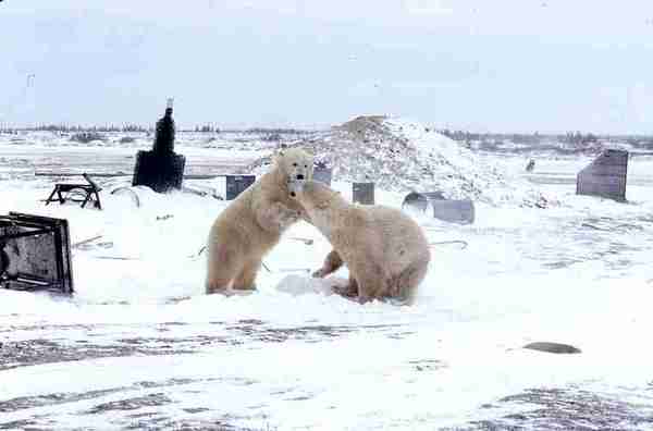 Two polar bears playing [in camp].