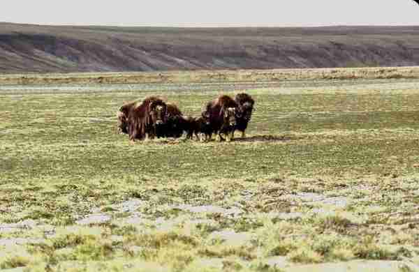 Group of musk-oxen. 