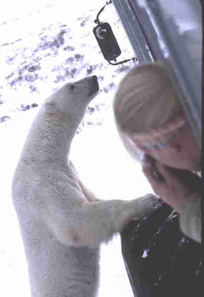 Polar bear looking in through vehicle window.
