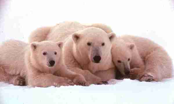 Three bears lying in snow.