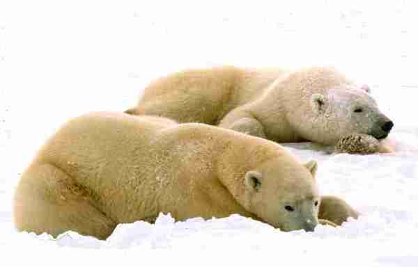 Two polar bears lying on snow.