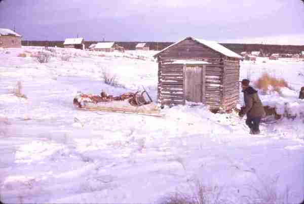 Caribou carcass being hauled by dog team from aircraft to house at B.L. 12/70