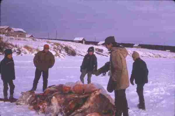 Pile of Caribou carcasses by Beaver on Black Lake. 12/70