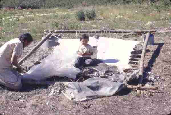 Woman cleaning and stretching moose hide. 8/71