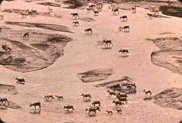 Air view of Caribou herd migrating.