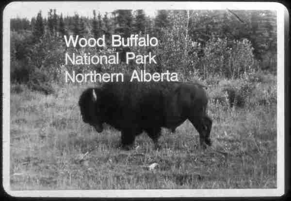 Wood Buffalo National Park, N. Alberta