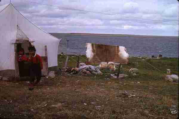 "Eskimo Children, drying caribou Hide"
