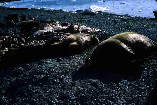 Butchered Walrus and Seal