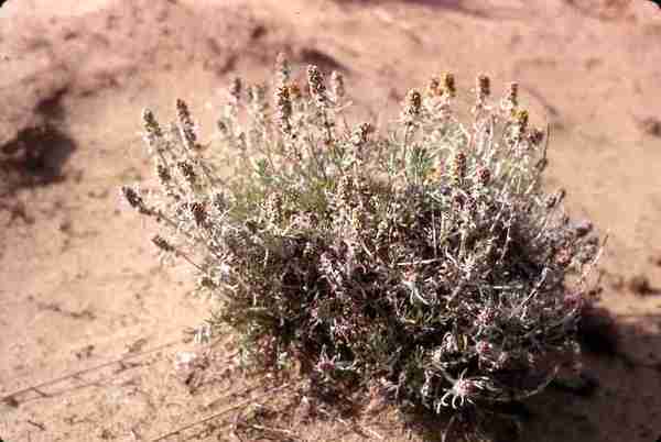Artemisia Arctica