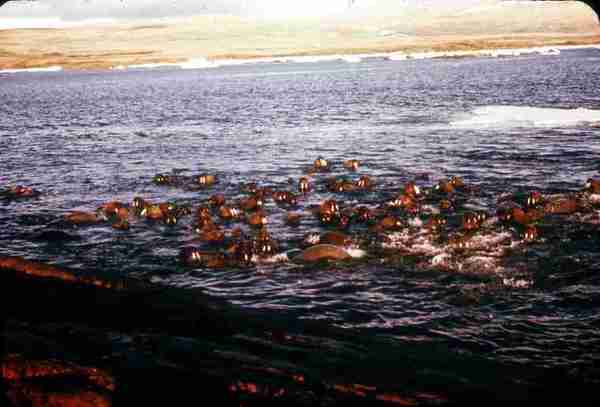 Walrus Herd in Water