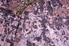 Lichens & Rocks, Institute for Northern Studies fonds